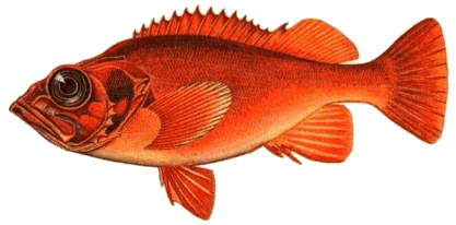 Файл:Sebastes marinus.jpg