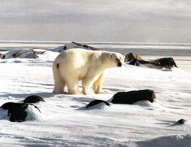 Файл:00006510.jpg