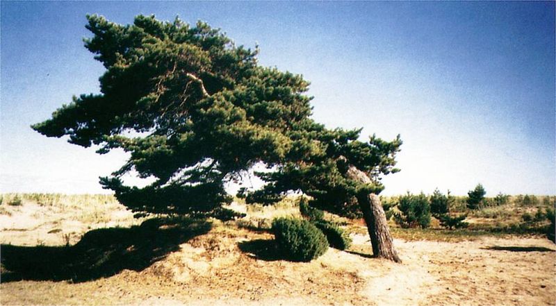 Файл:00004924.jpg