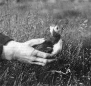 В 1920-х гг. на островах имелось до 30.000 пар тупиков Из кн.: Turjanmeren Maa: Petsamon historia 1920–1944 