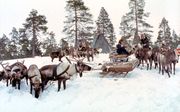 Село Краснощелье. Оленьи упряжки Фото В. Кузнецова 