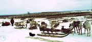 В Ловозерских тундрах Фото В. Кузнецова 